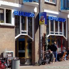 The  Bluebird Coffee Shop / Netherlands